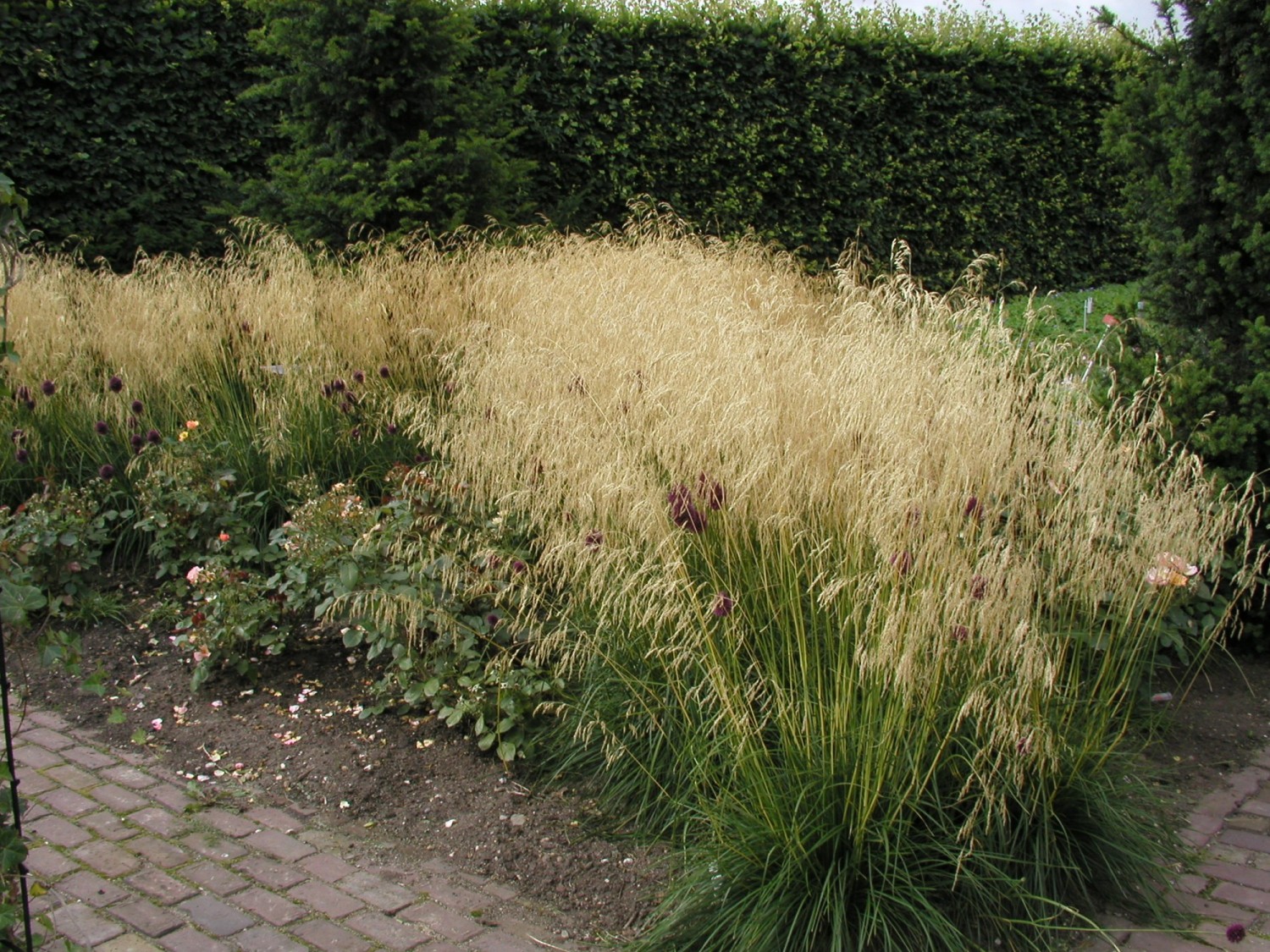 Deschampsia cespitosa 'Goldschleier'